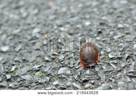 Snail With Out Shell On The Asphalt