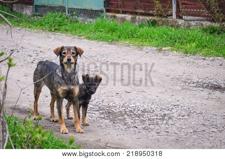 A dog mother and her cute puppy on the road.