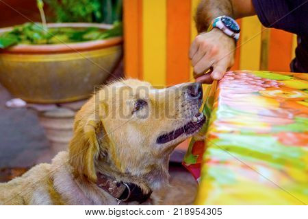 Homeless and hungry dog abandoned on the streets.