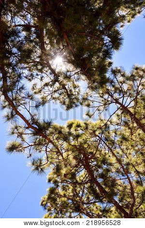 Picture Photo of Green High Pine Tree View