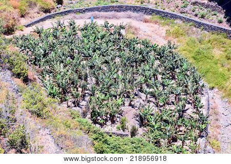 Photo Picture of an Ageve Cactus Plant Blooming