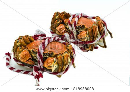 Isolated Shanghai Chinese hairy crab mitten crab steamed autumn winter December season