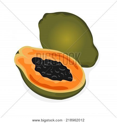 Papaya vector illustration on a white background