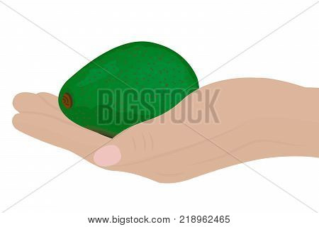 Avocado in a hand vector illustration on a white background