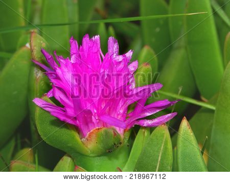 Pretty pink flower in Warrnambool Victoria Australia
