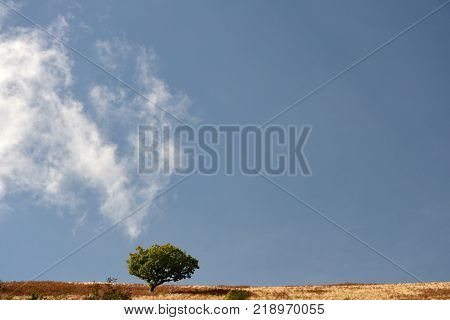 Tree on skyline above Doone Valley, Exmoor, North Devon