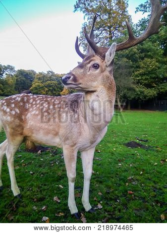 Adult Red Deer Stag in autumn park