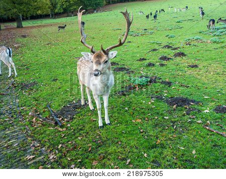 Adult Red Deer Stag in autumn park