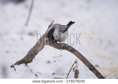 Bird Nuthatch sits on a branch. Russia, the winter Siberian forest.