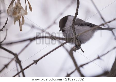Bird Nuthatch sits on a branch. Russia, the winter Siberian forest.