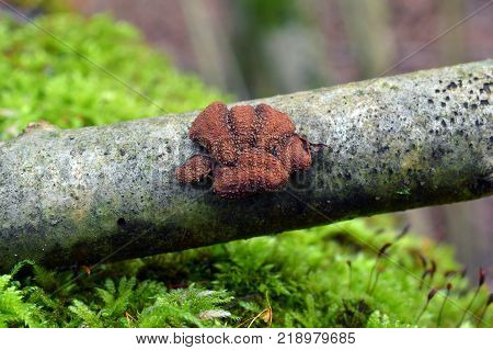 encoelia furfuracea fungus commonly known as spring hazelcup