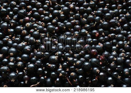 Black Currant. Background Of Berries. Fresh Organic Currant From A Rural Garden. Organic Currant Ber