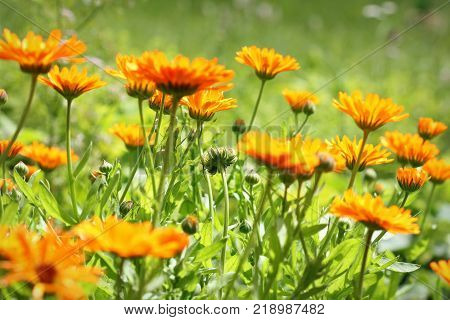 Orange pot marigold bloosom - Calendula officinalis field .