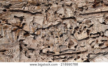 Colorful and crisp image of bark beetle tracks in spruce