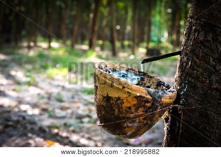 Tapping latex rubber tree Rubber Latex extracted from rubber tree.