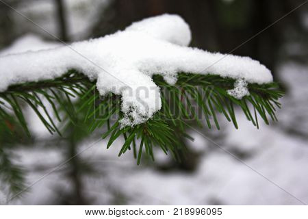 Spruce branch with snow natural christmas background