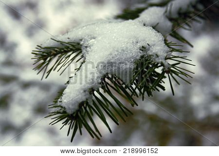 Spruce branch with snow natural christmas background