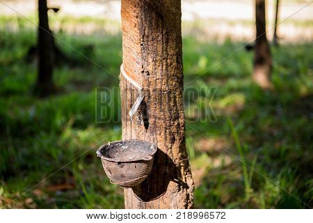 Tapping latex rubber tree Rubber Latex extracted from rubber tree.