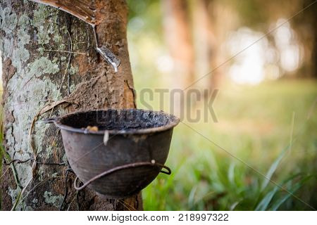 Tapping latex rubber tree Rubber Latex extracted from rubber tree.
