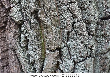 Lichen and moss on dry tree bark
