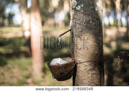 Tapping latex rubber tree Rubber Latex extracted from rubber tree.