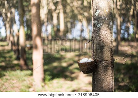 Tapping latex rubber tree Rubber Latex extracted from rubber tree.