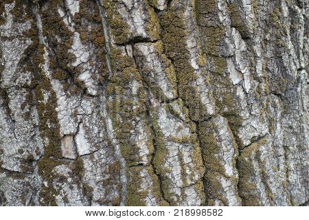 Natural background - dry tree bark with moss