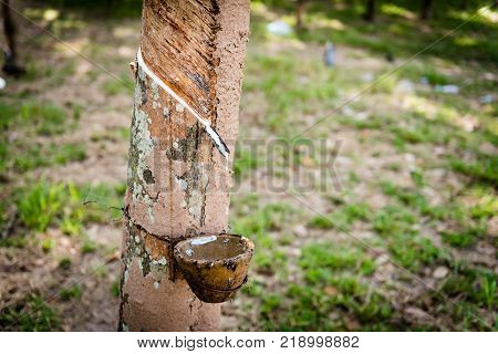 Tapping latex rubber tree Rubber Latex extracted from rubber tree.