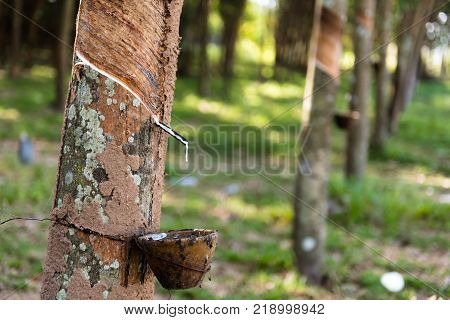 Tapping latex rubber tree Rubber Latex extracted from rubber tree.