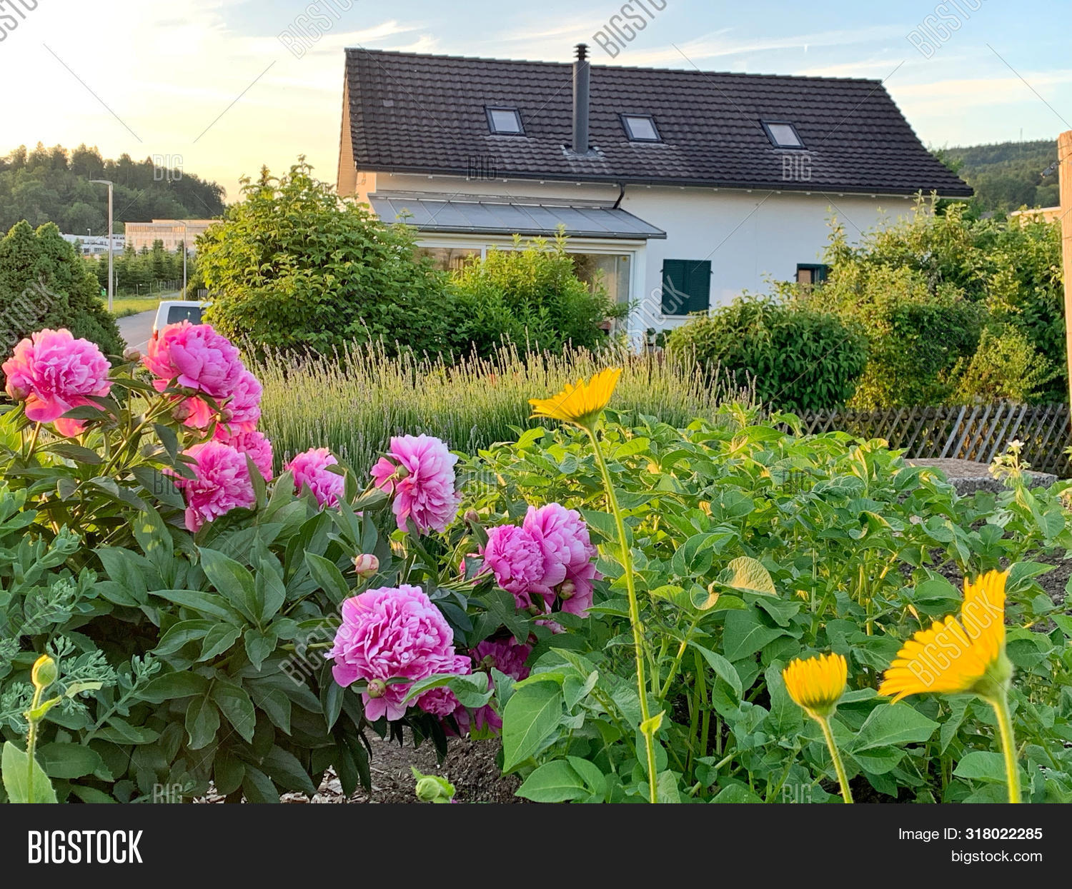 Pink Peony Flowers Image Photo Free Trial Bigstock