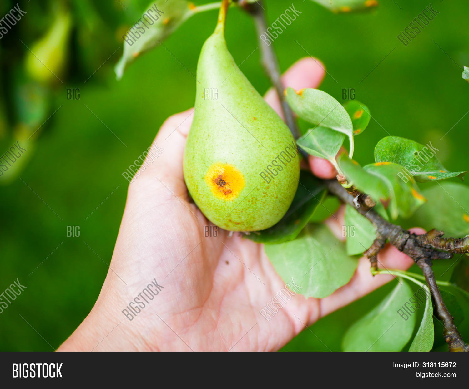Rotten Pear Hand. Image & Photo (Free Trial) | Bigstock