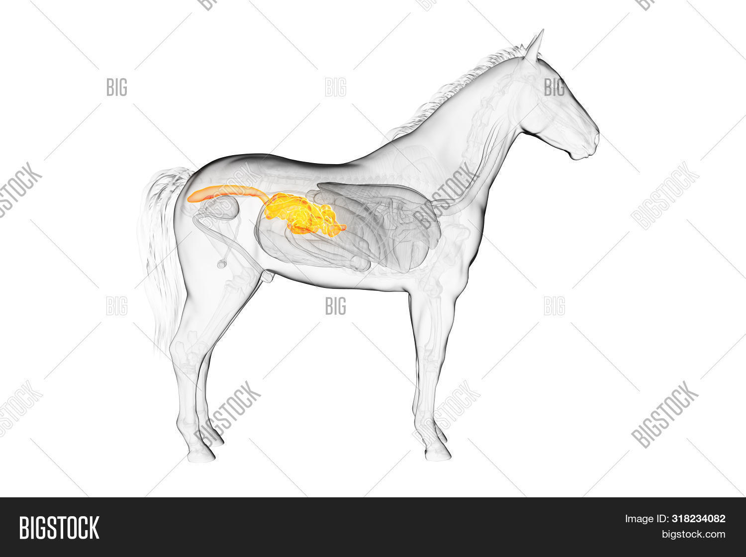 3d Rendered Medically Image & Photo (Free Trial) Bigstock