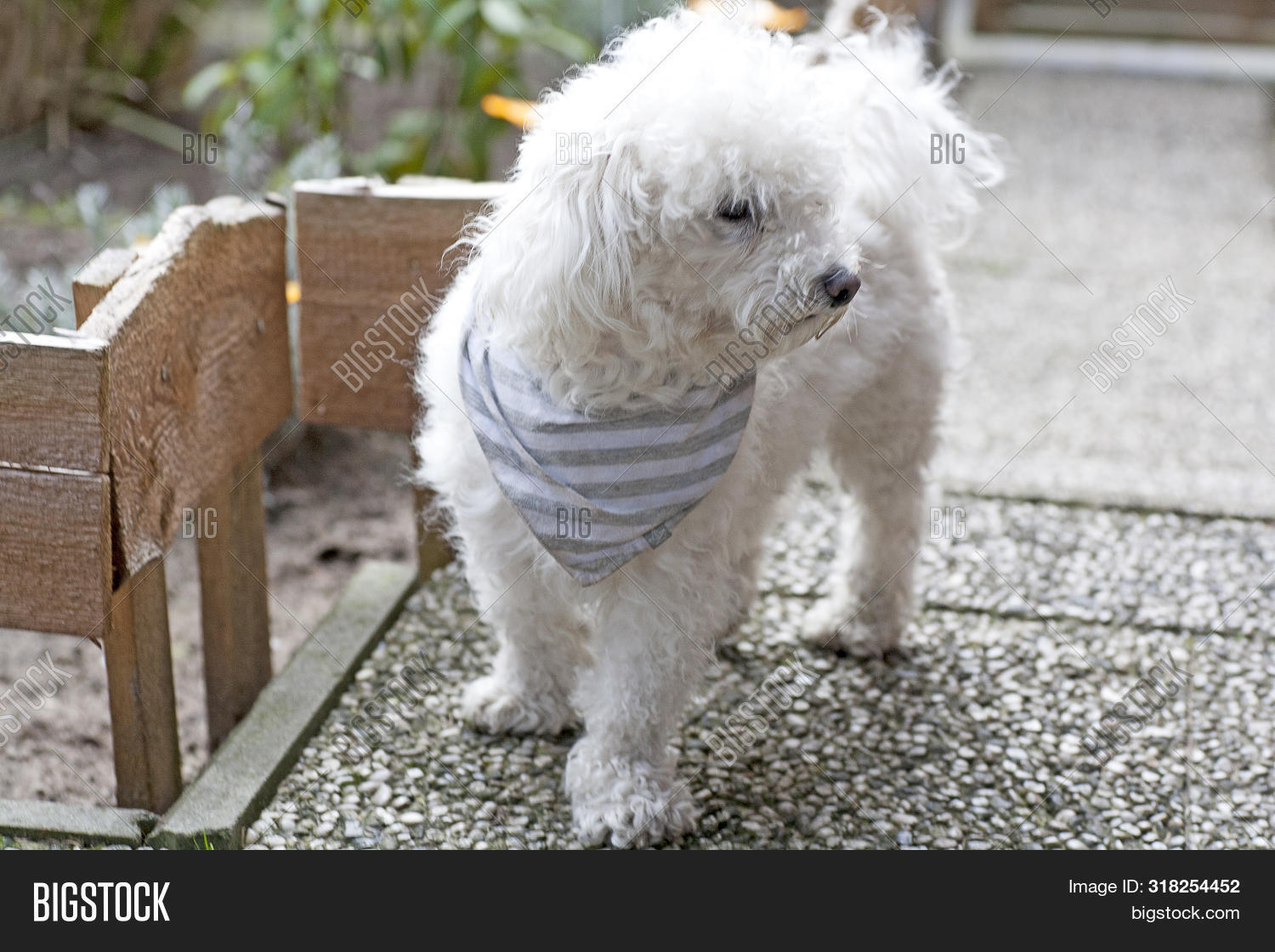 small white curly dog