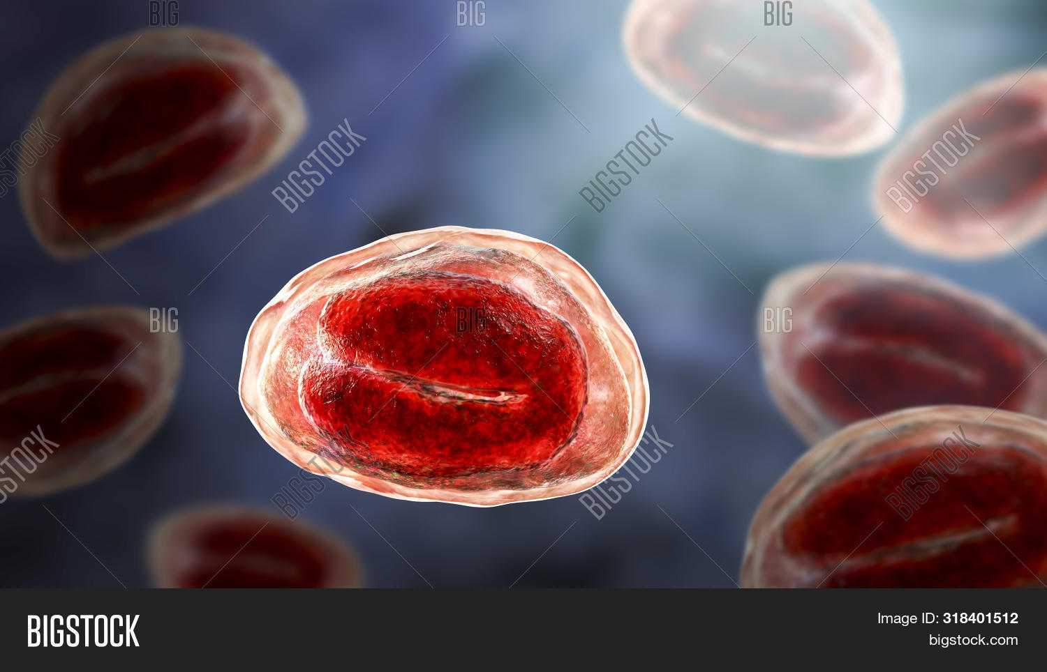 Eggs Helminths Image & Photo (Free Trial) | Bigstock