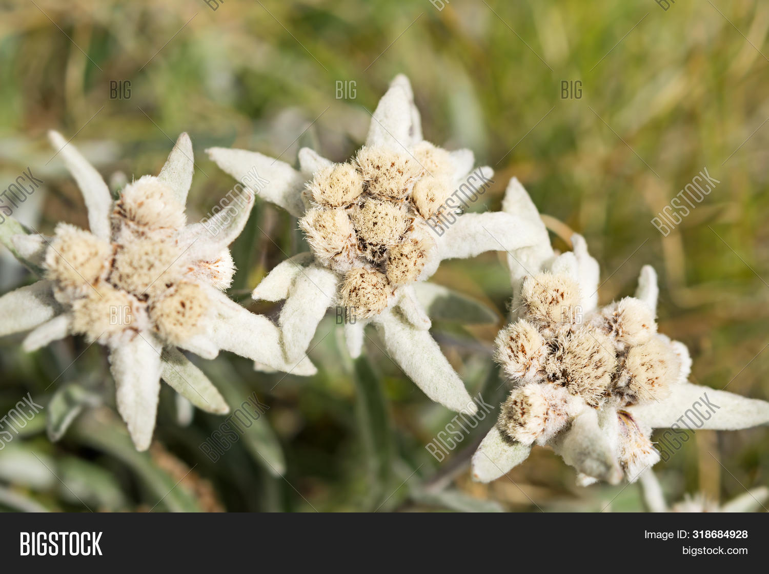 Edelweiss Flowers Image Photo Free Trial Bigstock