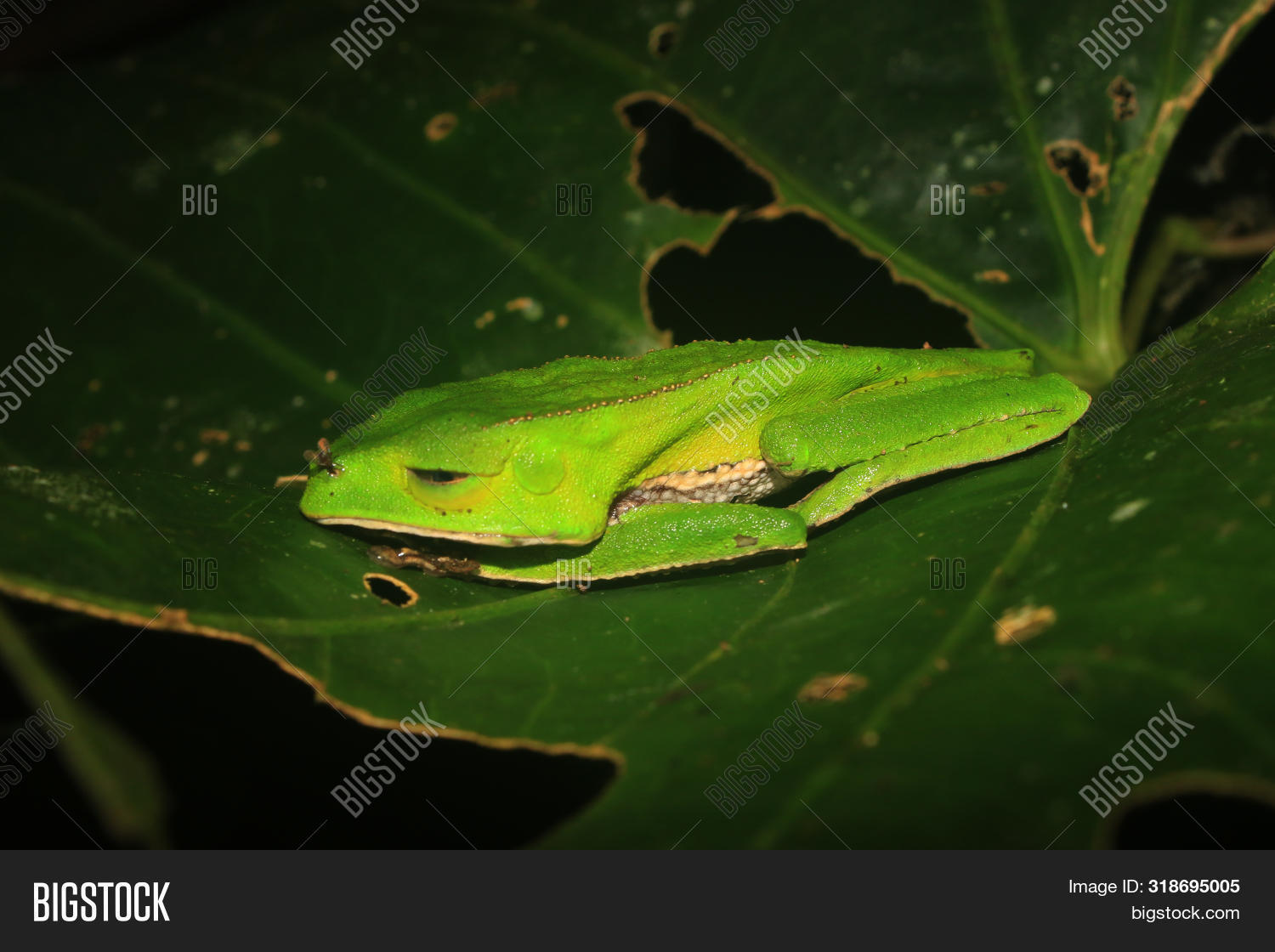 Green Tree Frog Image & Photo (Free Trial) Bigstock
