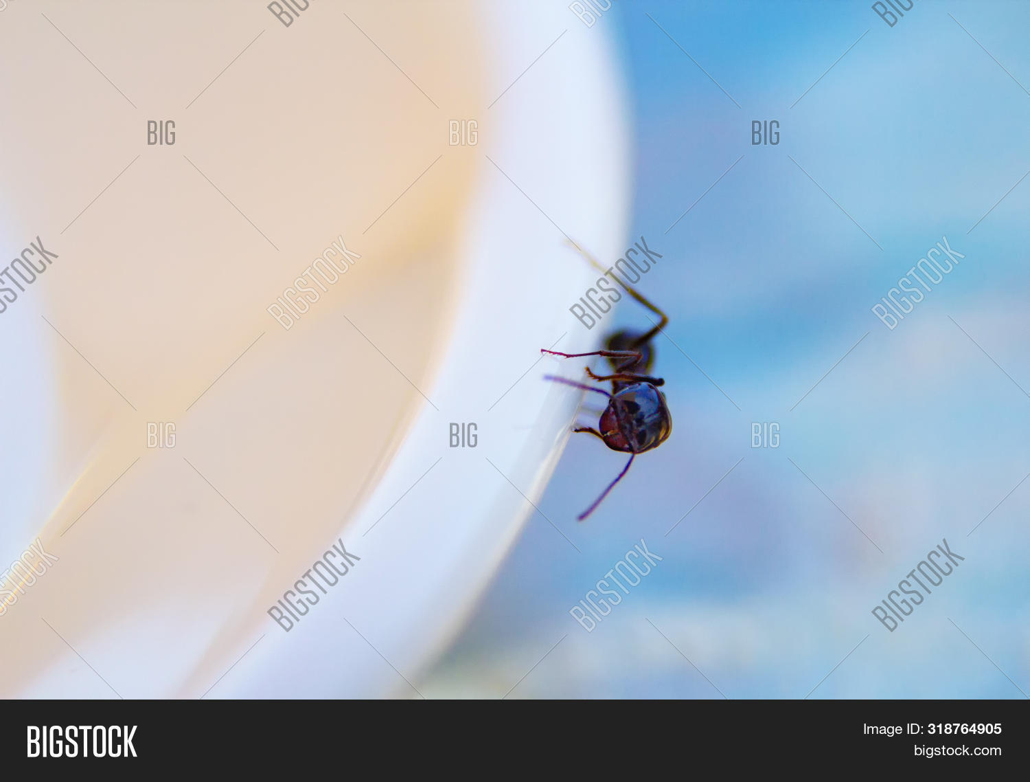 Ants Kitchen Black Image Photo Free Trial Bigstock