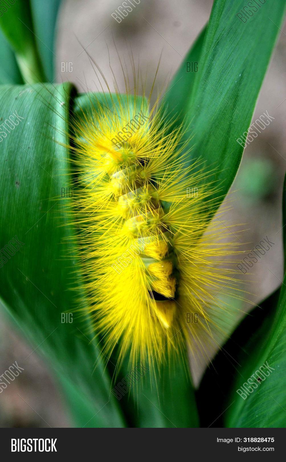 Yellow Worms Have Image & Photo (Free Trial) Bigstock