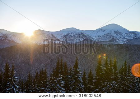 Winter Mountains Landscape Panorama At Sunrise. Clear Blue Sky Over Dark Spruce Pine Trees Forest, C