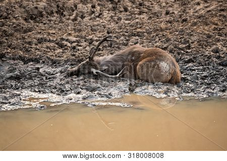 Sambar Deer Or Rusa Unicolor Cooling Off And Playing In Mud Water Near Pond At Ranthambore National 