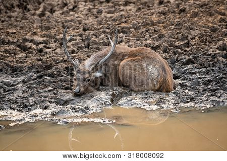 Sambar Deer Or Rusa Unicolor Cooling Off And Playing In Mud Water Near Pond At Ranthambore National 