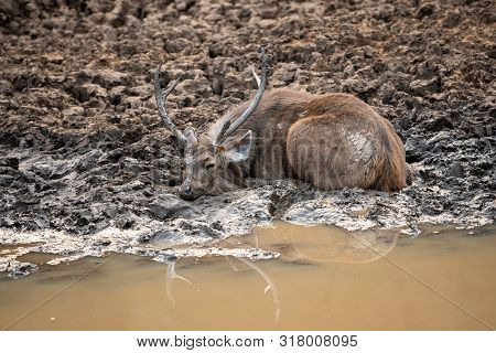 Sambar Deer Or Rusa Unicolor Cooling Off And Playing In Mud Water Near Pond At Ranthambore National 