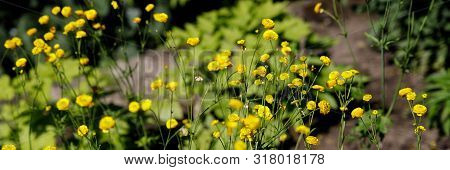 Ranunculus Acris Meadow Buttercup, Tall Buttercup With Its Yellow Flowers. Variety Multiplex