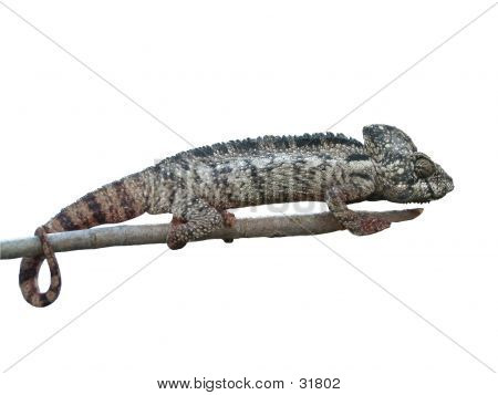 ช้า