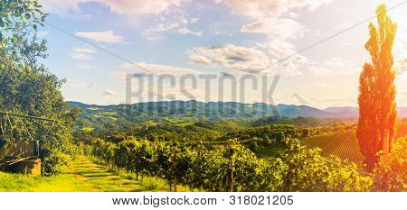 View At Vineyards On Slovenia - Austria Border. Panoramic View At Tourist Destination In Spicnik - S