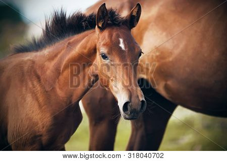 A Cute Shy Foal Of A Bay Suit With A White Spot On His Forehead Stands Near His Mother