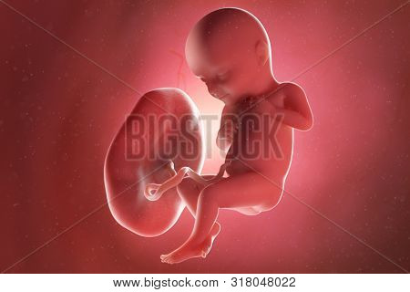 3d rendered medically accurate illustration of a fetus at week 32