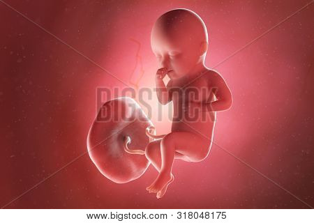 3d rendered medically accurate illustration of a fetus at week 34