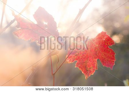 Fogy Red Vine Leaves In Autumn Sunset
