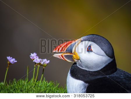 Closeup Of Puffin On Saltee Island, Ireland. With Blurred Background And Copy Space